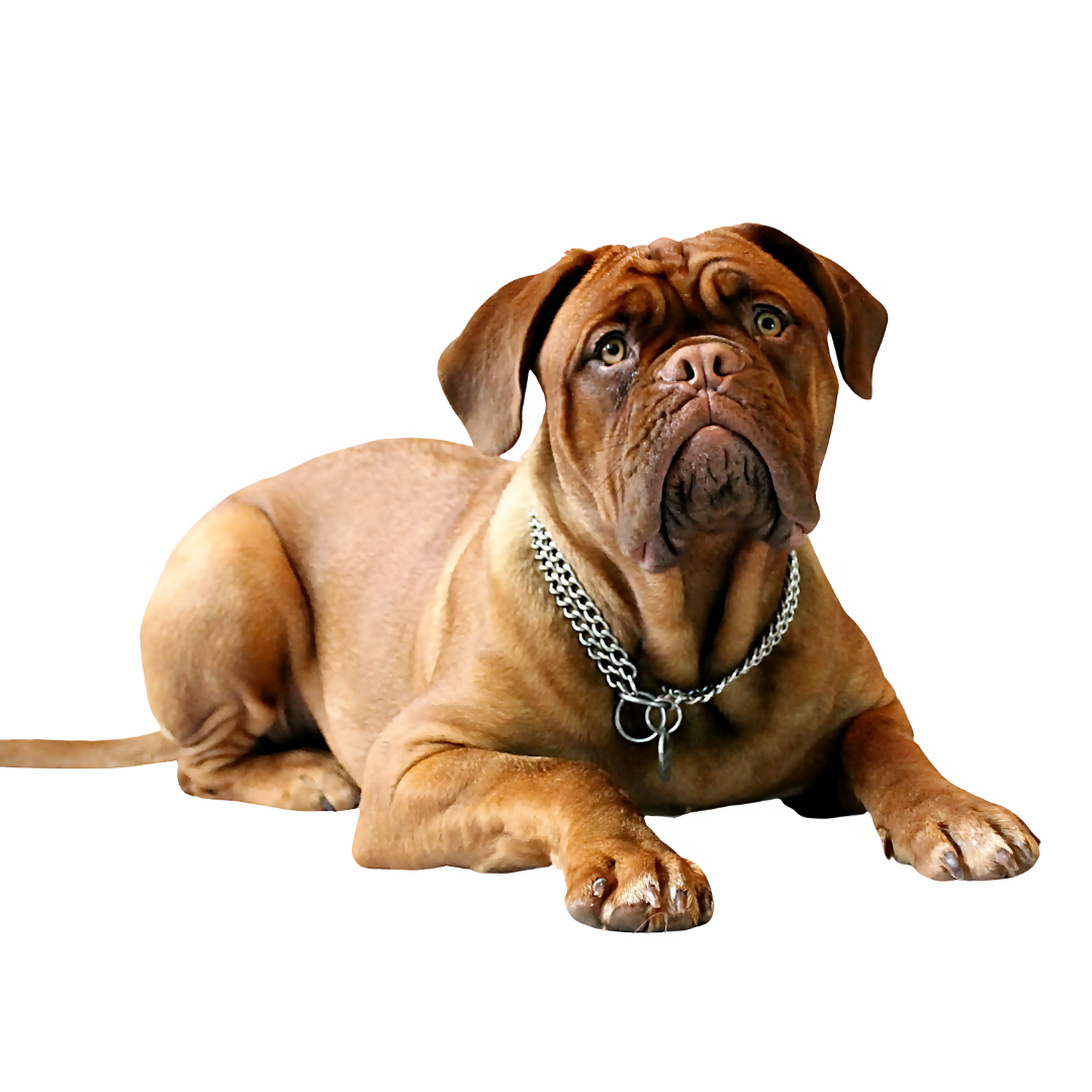 Analytics icon