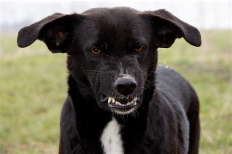 Reactive Dog