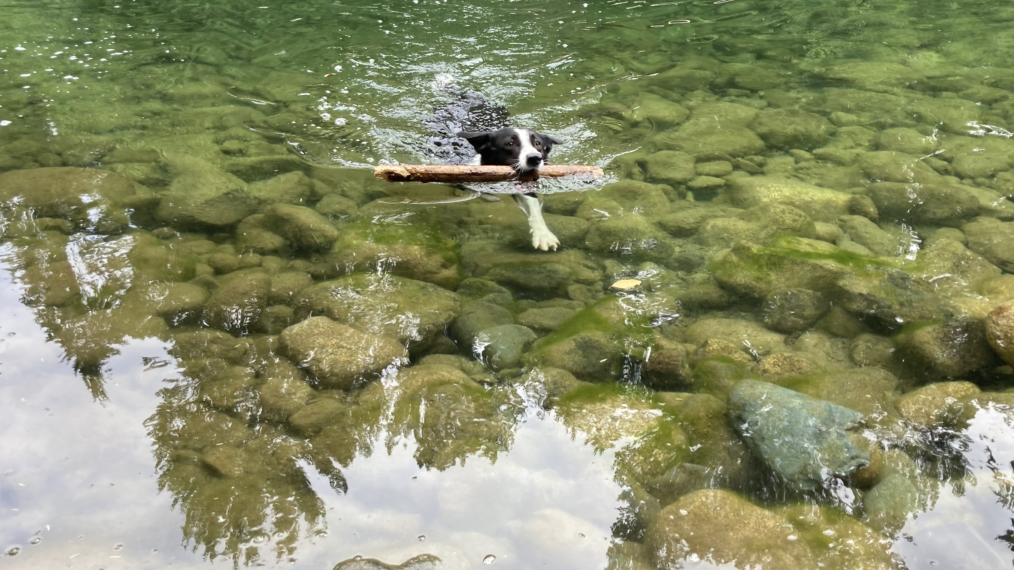 Shay in the river